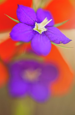 BUITEN BEELD Foto: 96192