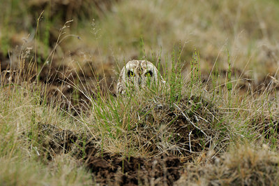BUITEN BEELD Foto: 96238