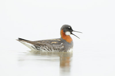BUITEN BEELD Foto: 96240