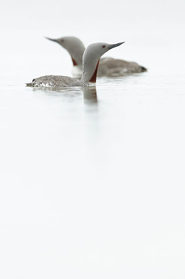 BUITEN BEELD Foto: 96242