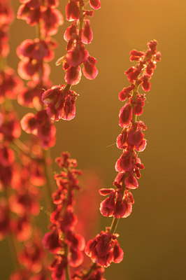 BUITEN BEELD Foto: 96255