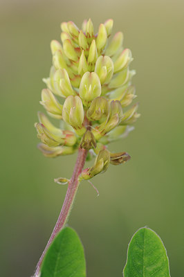 BUITEN BEELD Foto: 96258