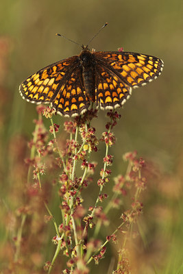 BUITEN BEELD Foto: 96273