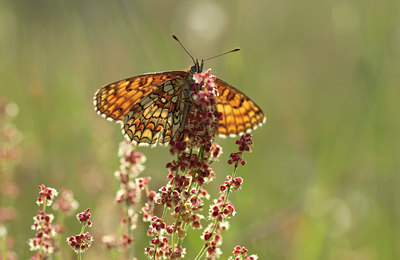 BUITEN BEELD Foto: 96274