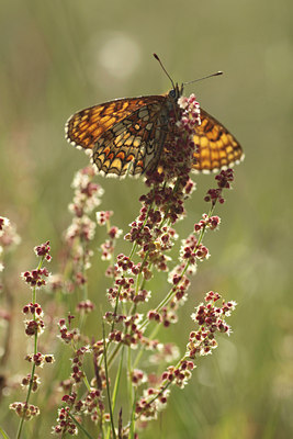 BUITEN BEELD Foto: 96275