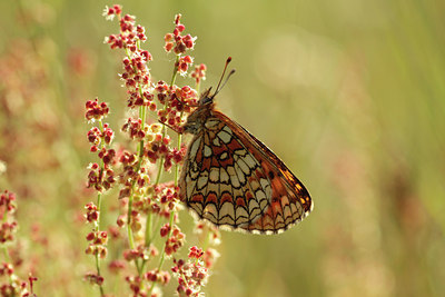 BUITEN BEELD Foto: 96276