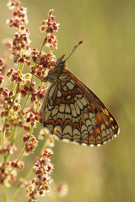 BUITEN BEELD Foto: 96277