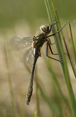 BUITEN BEELD Foto: 96278