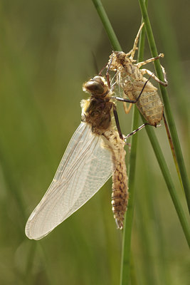 BUITEN BEELD Foto: 96281