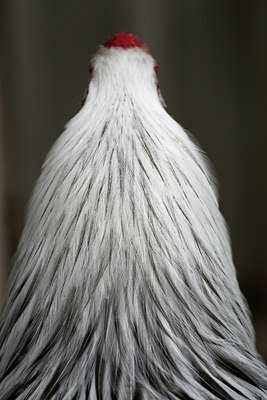 BUITEN BEELD Foto: 96338