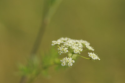 BUITEN BEELD Foto: 96342