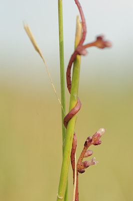 BUITEN BEELD Foto: 96351