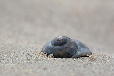 BUITEN BEELD Foto: 96373