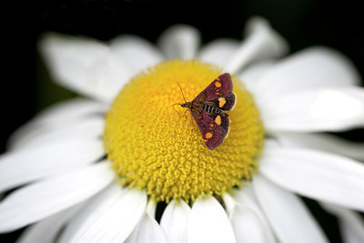 BUITEN BEELD Foto: 96374