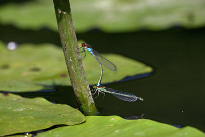 BUITEN BEELD Foto: 96383