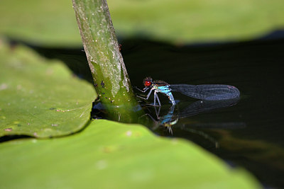 BUITEN BEELD Foto: 96384