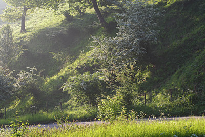 BUITEN BEELD Foto: 96400