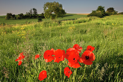 BUITEN BEELD Foto: 96418