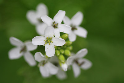 BUITEN BEELD Foto: 96423