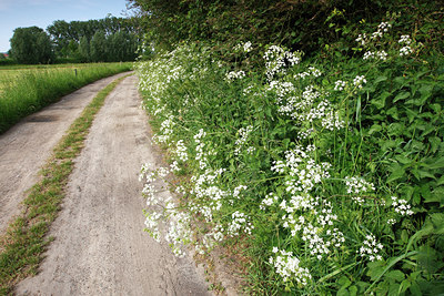 BUITEN BEELD Foto: 96425