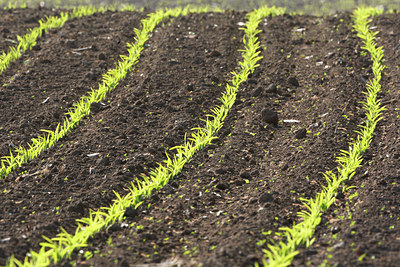 BUITEN BEELD Foto: 96443