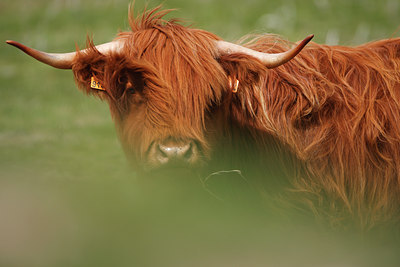 BUITEN BEELD Foto: 96476