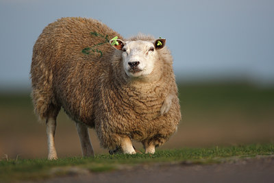 BUITEN BEELD Foto: 96478