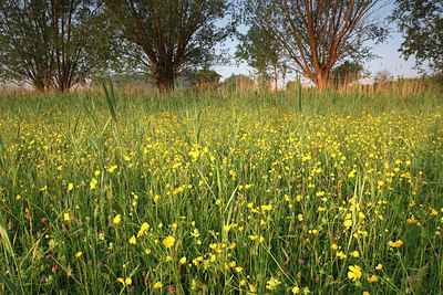 BUITEN BEELD Foto: 96480