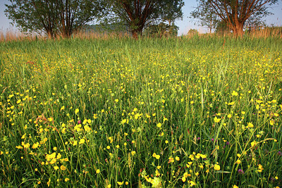 BUITEN BEELD Foto: 96487