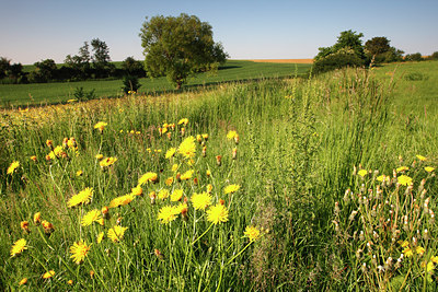 BUITEN BEELD Foto: 96491