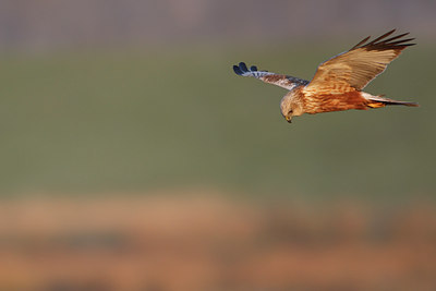 BUITEN BEELD Foto: 96504