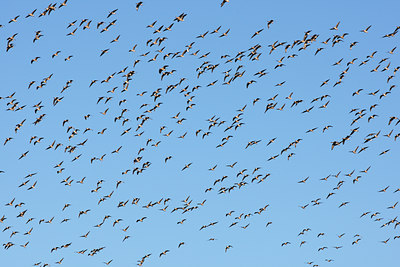 BUITEN BEELD Foto: 96507