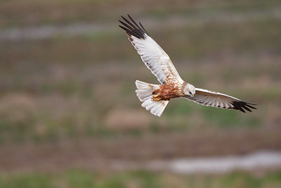BUITEN BEELD Foto: 96508