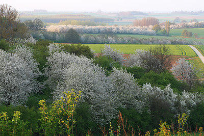 BUITEN BEELD Foto: 96513