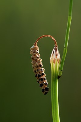 BUITEN BEELD Foto: 96552