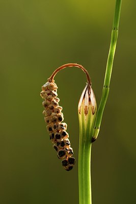 BUITEN BEELD Foto: 96553