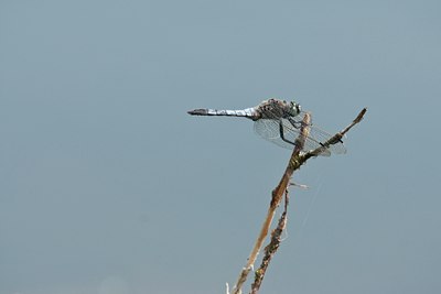 BUITEN BEELD Foto: 96562