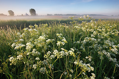 BUITEN BEELD Foto: 96564