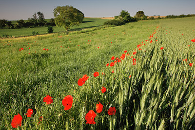 BUITEN BEELD Foto: 96577