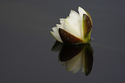 BUITEN BEELD Foto: 96578