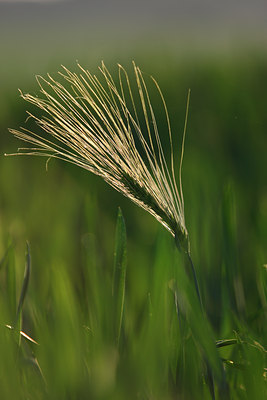 BUITEN BEELD Foto: 96579