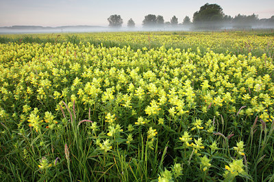 BUITEN BEELD Foto: 96581