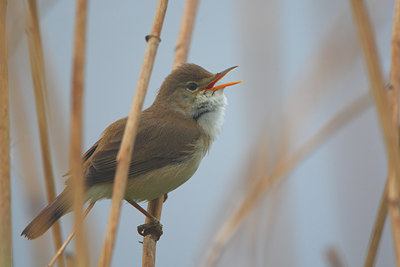 BUITEN BEELD Foto: 96616