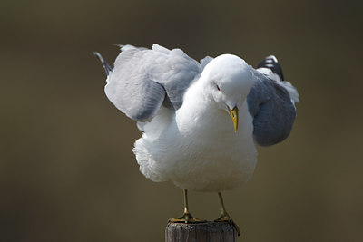 BUITEN BEELD Foto: 96621