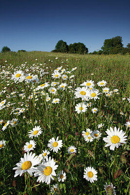 BUITEN BEELD Foto: 96647