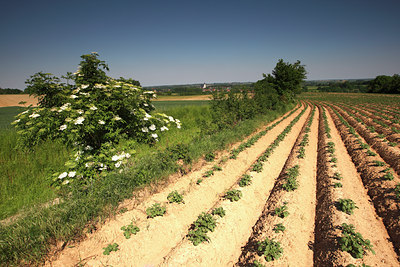 BUITEN BEELD Foto: 96656