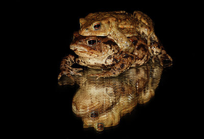 BUITEN BEELD Foto: 96659