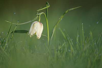 BUITEN BEELD Foto: 96688