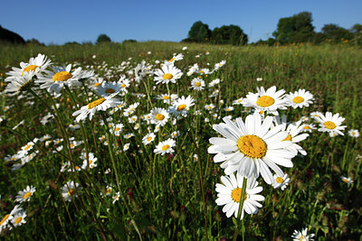 BUITEN BEELD Foto: 96699