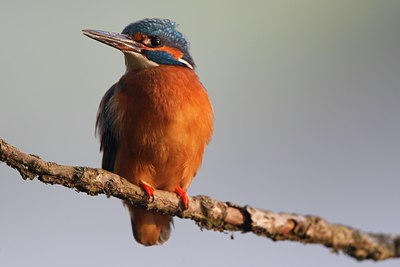 BUITEN BEELD Foto: 96721